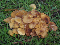 Gymnopilus allantopus