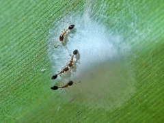 Monomorium floricola