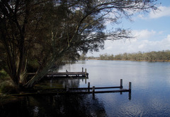Casuarina obesa