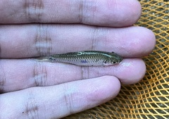 Rasbora elegans