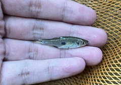Rasbora elegans