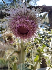Cirsium nivale