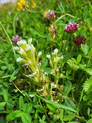 Castilleja ambigua