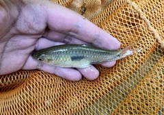 Rasbora elegans