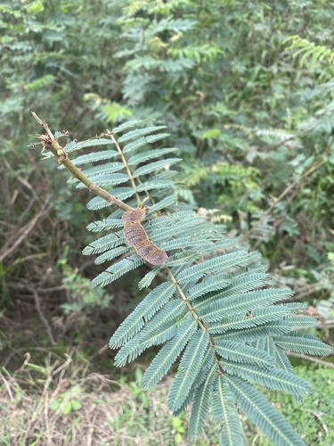 Giant Sensitive Plant