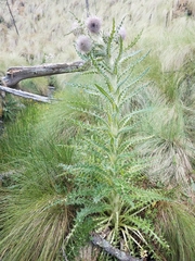 Cirsium nivale