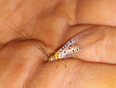 Italochrysa stigmatica