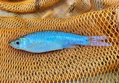 Rasbora elegans