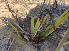Dianella brevicaulis
