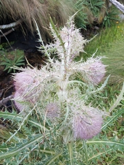 Cirsium nivale