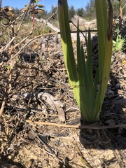 Dianella brevicaulis