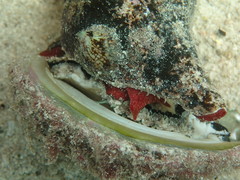 Australaria australasia