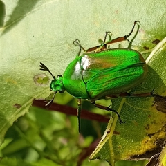 Heterorrhina elegans