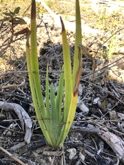 Dianella brevicaulis