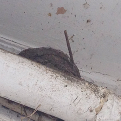 Cichladusa ruficauda