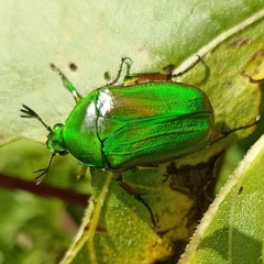 Heterorrhina elegans