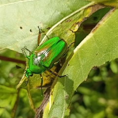 Heterorrhina elegans