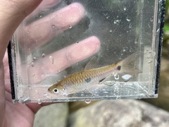 Rasbora elegans