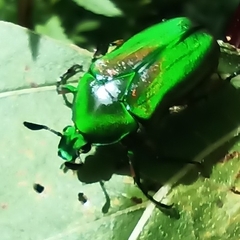 Heterorrhina elegans