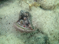 Australaria australasia