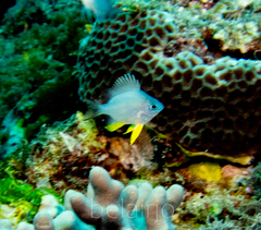 Amblyglyphidodon orbicularis