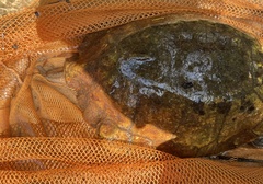 Notochelys platynota