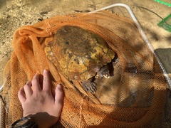 Notochelys platynota
