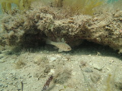 Vincentia conspersa