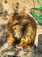 Notochelys platynota