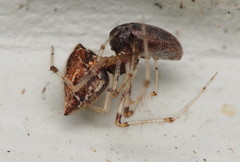 Cryptachaea meraukensis