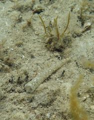 Pectinaria antipoda