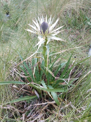 Mexican Sea holly