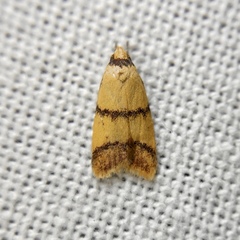 Heteroteucha translatella