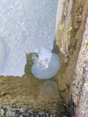 Rhizostoma pulmo