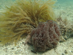 Hypodistoma mirabile