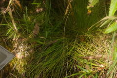Rhynchospora rugosa