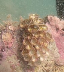 Australaria australasia