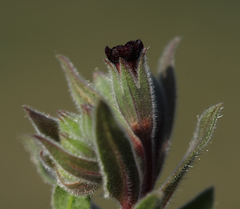 Nonea vesicaria