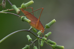 Amblycorypha oblongifolia