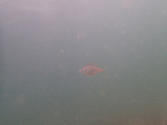 Parequula melbournensis