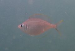 Parequula melbournensis