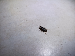 Harpalus