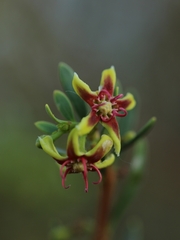 Periploca laevigata angustifolia