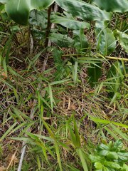 Isachne distichophylla