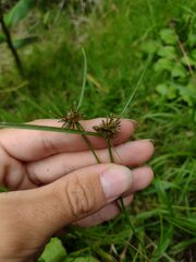 Cyperus sanguinolentus
