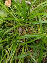 Cyperus sanguinolentus