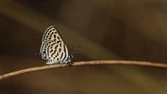 Tarucus theophrastus