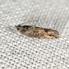 Strepsicrates semicanella