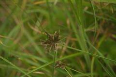 Cyperus sanguinolentus