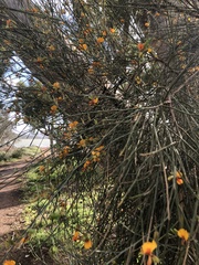 Jacksonia cupulifera